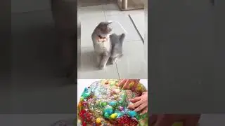 funny cat and dog videos 33 #cat #dog #funny #slime #fypシ #viral #shorts #fun #animals #asmr #pets
