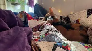 Waking Up with Tootsie!  Tootsie the Calico Purr Machine! #autism #cat  ASMR 16