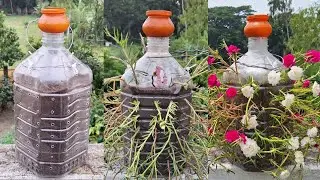Самый простой способ выращивания портулака (розы моховой) с помощью пластиковых бутылок.