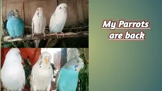 Mere Pyare Tota Wapis Aa Gaye | Pet Parrots Return Home After A Long Time