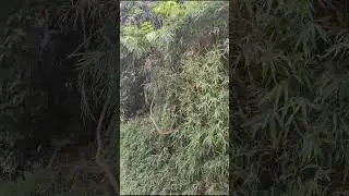 Lush bamboo hedge: a natural green screen#bamboo #hedge #garden #nature