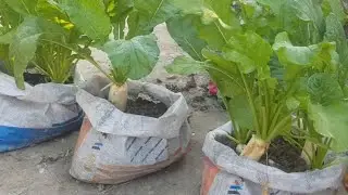 How to Grow Radish (Mula) at Home | Fast Growing Vegetable