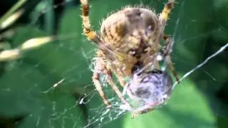 Big Ugly Garden Spider (2.9.2011)