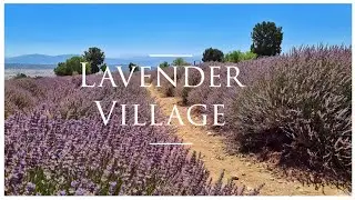 Lavender Village | Kuyucak Isparta