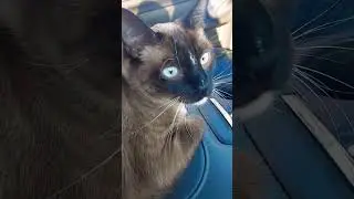 Chicken on a Trip to a Playdate with Friends!♡ #cat #funny #like #subscribe #recommended