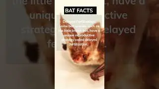 Little brown bat remarkable reproductive strategy for optimal food, availability, ￼#bat