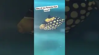 One of my favorite trigger fish ever!!