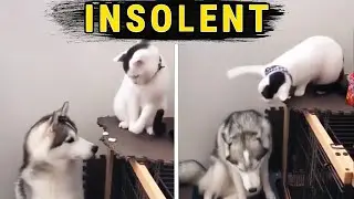 9 minutes de folies animales pour SOIGNER votre Dépression
