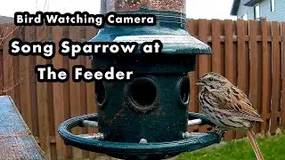 A Hungry Song Sparrow Eating From The Feeder - Bird Watching Camera