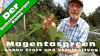 Magentaspreen Anbau Ernte und Verarbeitung