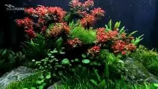 Aquaflora's RedBonsai TreeScape Feb 2015 1/3