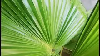Saribus beautiful Plants video in Home punjab Pakistan by Salaar Tech TV