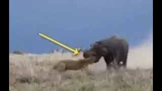 Hippo Attacks - Hippo vs Lion, Zebra, Wild Dogs, Buffalo, Rhino, Ampala, Human