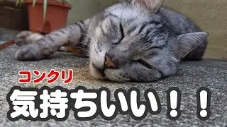 コンクリートで気持ち良さそうなヒョウマくんが可愛かった！！