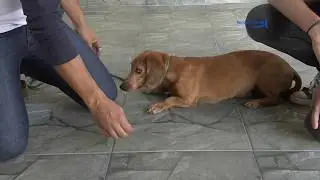 Reabilitador de Cães - Empolgação, dominação e agressividade, como controlar.