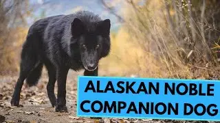 Alaskan Noble Companion Dog - Facts and Information