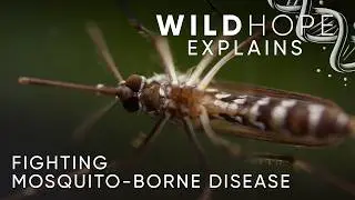 Птицы, бактерии и болезни, переносимые комарами | Wild Hope объясняет