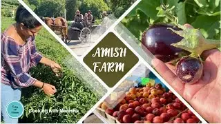 Visiting Amish farm in Kentucky  | amazing Amish farm Vlog with my family |