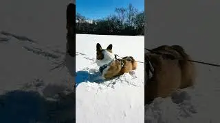 Corgi&rsquo;s Snow Day Adventure &ndash; Cute & Funny Snow Playtime!