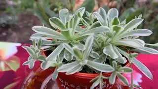 Cuidados del Orostachys malacophylla variegata - Orostachys variegado
