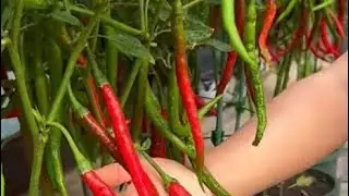 How to grow CHILLI PLANTS in grow bag #गमलें में मिर्ची के पौधे कैसे लगाएं #organicgardening 