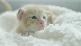EXTREME RELAXATION Music for Cats | Anti anxiety | Lullaby | Silent Growth