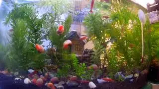FOUR MONTH fire red shrimp and apple snail tank TIME LAPSE 極火蝦& 蘋果螺缸縮時攝影