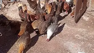 #جمع بيض# القطيع #الآخر