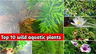 Top 10 wild aquatic plants collection free of cost || free aquarium plants