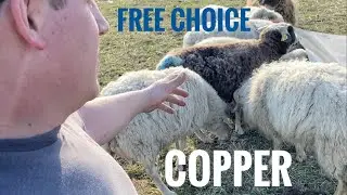 Can sheep have copper?