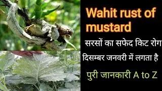 सरसों का सफेद रोली रोग नियंत्रण और रोकथाम white rust of mustard.
