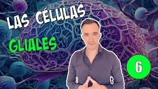 06. Las células gliales (Neuroglia)