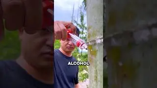 The Genius Reason People Inject Bamboo 🤯