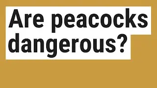 Are peacocks dangerous?