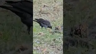 Jackdaw + slow motion 4K Birds in the City #citybirds #birds