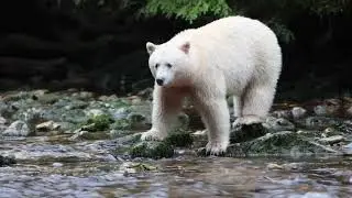 ursus americanus kermode also known as the Spirit Bear of the British Columbian Rainforest