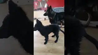 Funny Puppy Fails from Around the World 🐶😂 | Adorable and Hilarious Moments