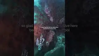 saw so many lionfish on this dive!! #lionfish #scuba #scubagirl #ocean #underwater