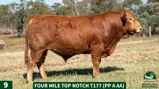 9 - FOUR MILE TOP NOTCH T177 (PP A AA)