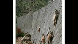 Rock Climbing Goats-Mountain Ibexs