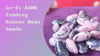 Lo-fi ASMR Podding Runner Bean Seeds | Whispers, Sounds of Bean Pods and Seeds