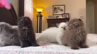 Kitten Party