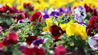  4K, World, Garden UntitledMost Beautiful Flowers in the World 🌸  Amazing Flower Garden Tour 4K  