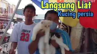 Cek Harga Kucing Persia ❗ Langsung Ke lapak tempat adop