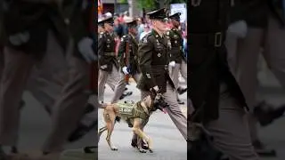 US Army K9 Parade: Elite Discipline! 🐕🇺🇸 #shorts #dogshorts