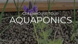 Greenhouse Tour in February + Thinning Carrots in an Aquaponics System