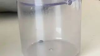 Beetle in a cage, watch the beetle by watching it move