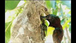 Sri Lankan humming  bird | පැණි කුරැල්ලා ගේ හැසිරීම