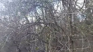 The begining of the spring in the forest with the field (Poland)