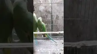 Breeding pair Indian ringneck parrot #shorts #youtubeshorts #viral #parrot
